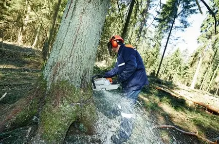 Thompson Tree Surgery Felling