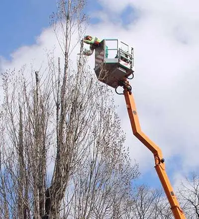 Thompson For Trees Tree Maintenance