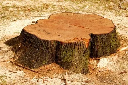 Thompson Tree Surgery Stump Grinding Removal