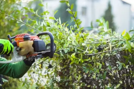 Thompson Tree Surgery Hedge Maintenance